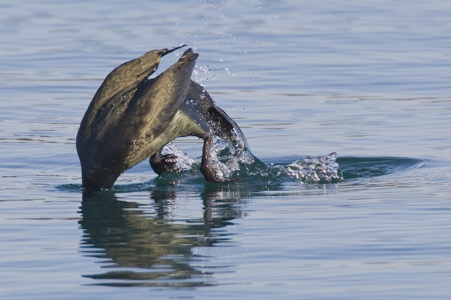 La pêche au cormoran, une tradition millénaire de collaboration entre l’homme et la faune sauvage