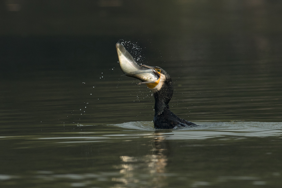 La pêche au cormoran, une tradition millénaire de collaboration entre l’homme et la faune sauvage