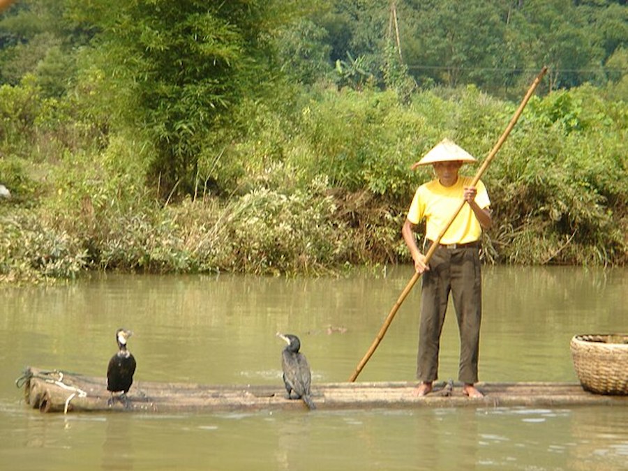 La pêche au cormoran, une tradition millénaire de collaboration entre l’homme et la faune sauvage