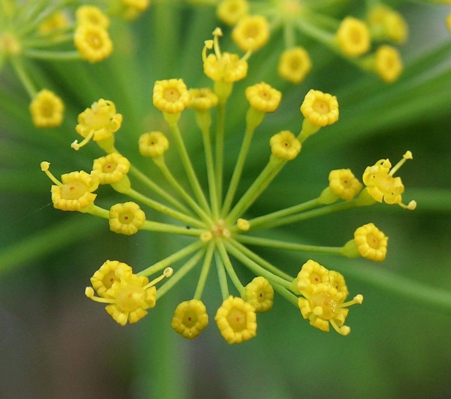 Les vertus des remèdes traditionnels, connaître et cultiver les plantes médicinales : l’aneth