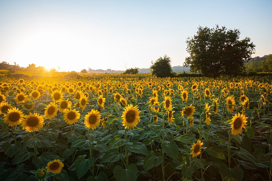 Un agriculteur offre à sa femme trente deux hectares de tournesols pour ses noces d’or