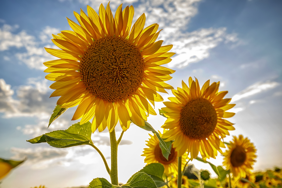 Un agriculteur offre à sa femme trente deux hectares de tournesols pour ses noces d’or