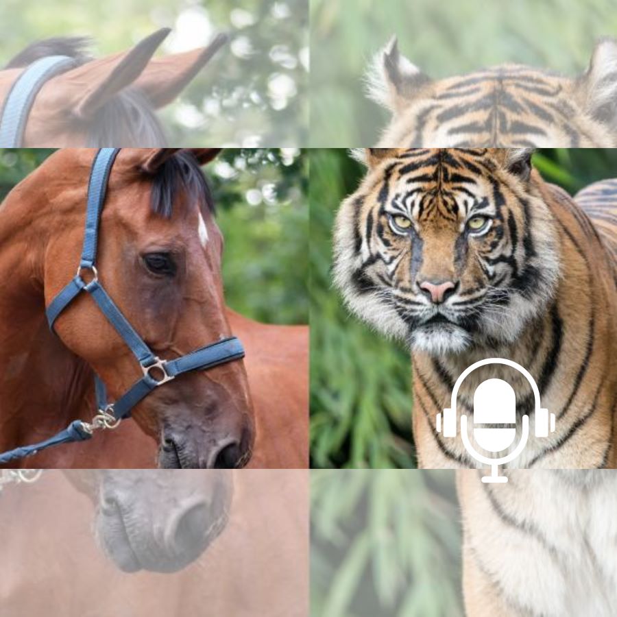 L’expression chinoise cheval-tigre PODCAST