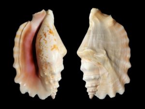 Connaissez-vous la conque marine, ce coquillage ancestral aux multiples atouts