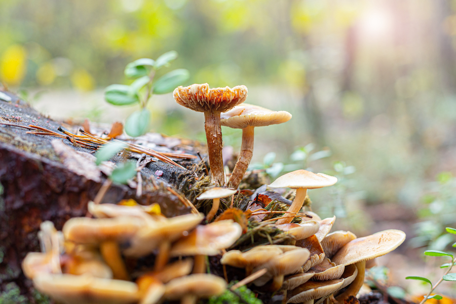 Saviez-vous que les champignons ont leur propre langage