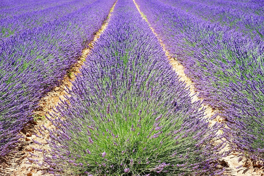 Sur les traces de la parfumerie française, partie intégrante du patrimoine culturel
