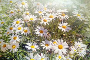 Les vertus des remèdes traditionnels, connaître et cultiver les plantes médicinales : la grande camomille