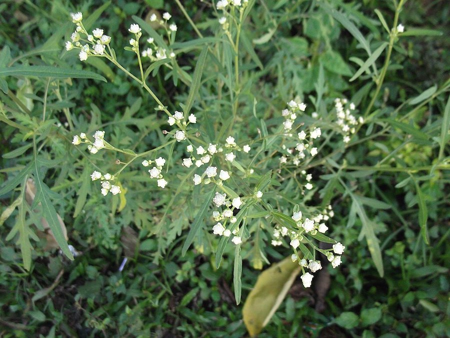 Les vertus des remèdes traditionnels, connaître et cultiver les plantes médicinales : la grande camomille 