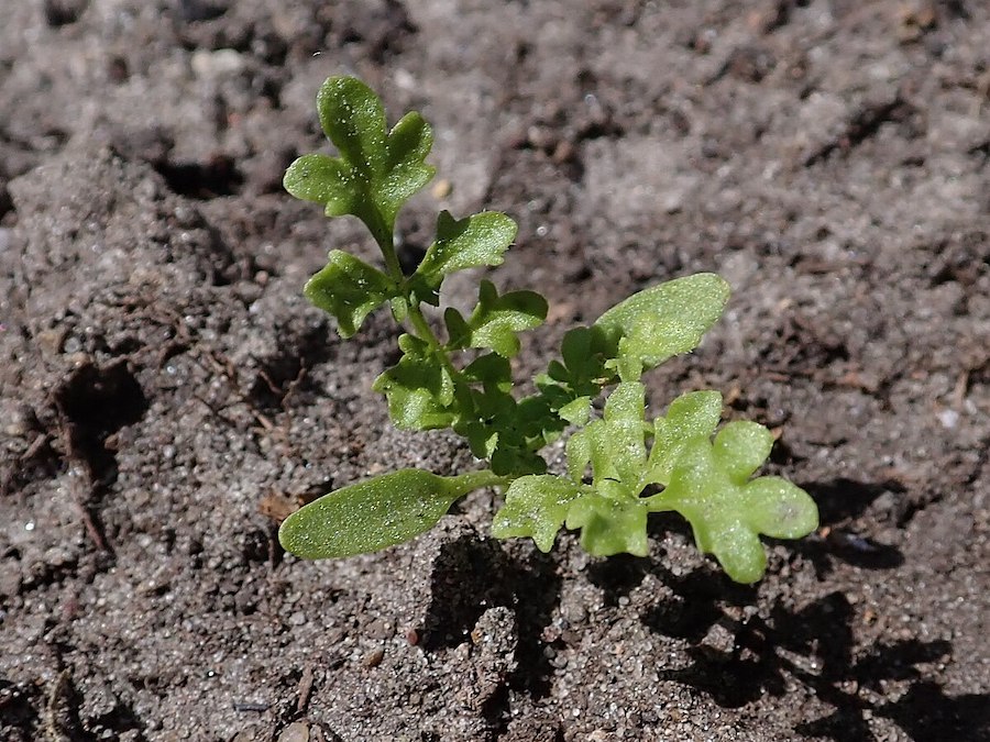 Les vertus des remèdes traditionnels, connaître et cultiver les plantes médicinales : la grande camomille 