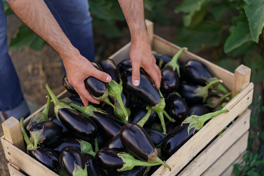 Aliments à intégrer dans votre régime alimentaire pour prévenir la formation de caillots sanguins