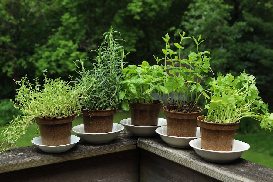 Aménager un jardin d’intérieur : onze façons créatives de transformer les petits espaces 