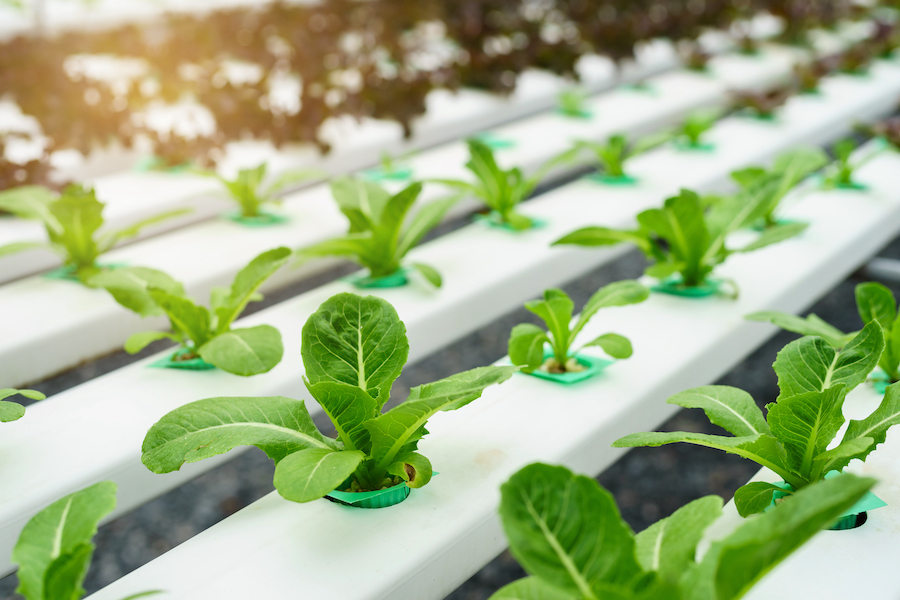 Aménager un jardin d’intérieur : onze façons créatives de transformer les petits espaces 