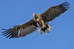 Han Zhihe, artisan ingénieux de la dynastie Tang qui a créé des oiseaux mécaniques volants