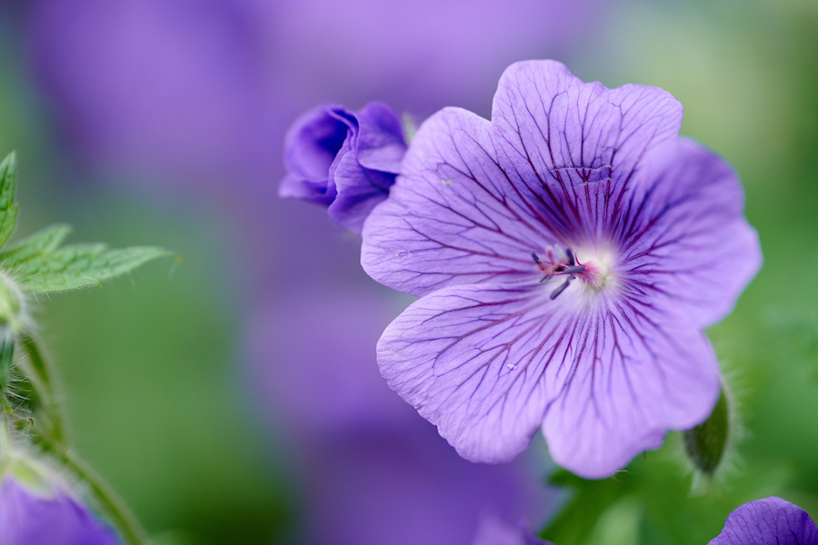 Les vertus des remèdes traditionnels, connaître et cultiver les plantes médicinales : le géranium