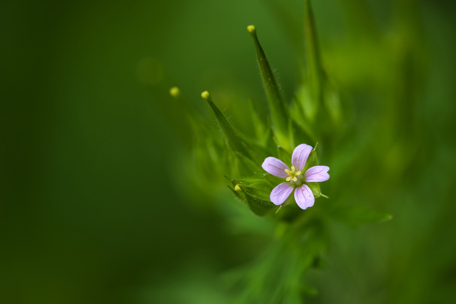 Les vertus des remèdes traditionnels, connaître et cultiver les plantes médicinales : le géranium