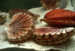 Quelques faits intéressants sur les coquilles Saint-Jacques