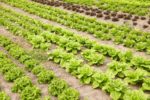 L’Île-de-France pourrait-elle être autonome sur le plan alimentaire 