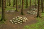 La mystérieuse forêt de Pokaini, entre énergies invisibles et légendes interdites