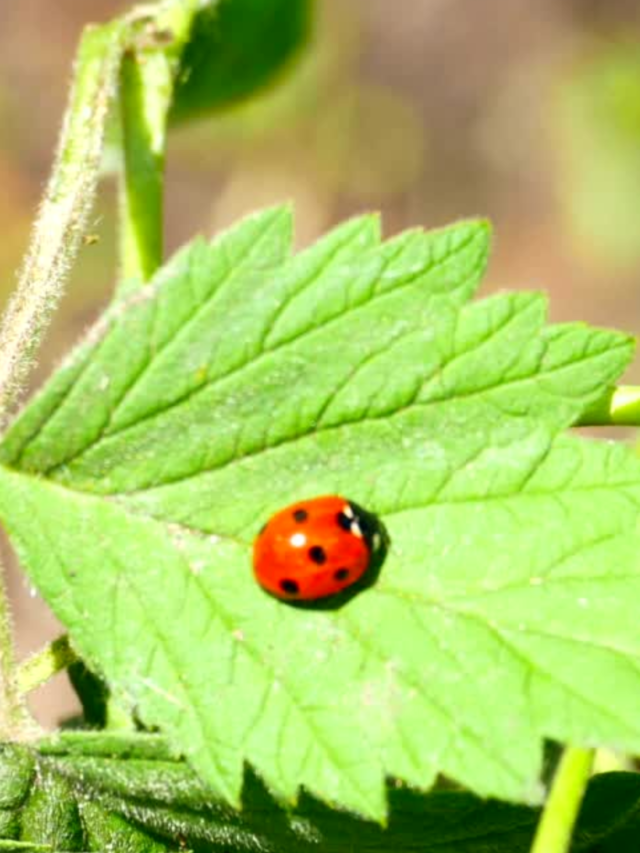 La grâce de la coccinelle