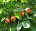 La nèfle : un fruit oublié qui mérite d’être remis à l’honneur