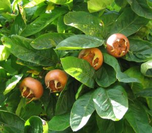 La nèfle : un fruit oublié qui mérite d’être remis à l’honneur