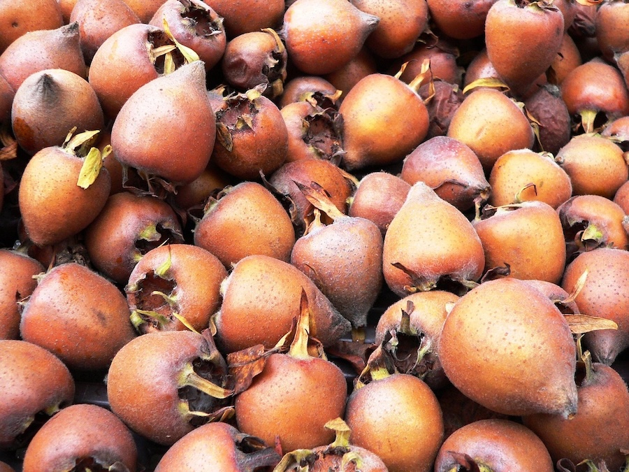 La nèfle : un fruit oublié qui mérite d’être remis à l’honneur
