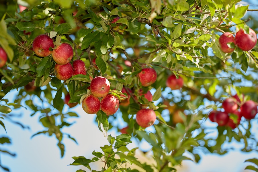 Réduisez vos coûts alimentaires grâce à dix végétaux productifs impressionnants pour le jardin potager