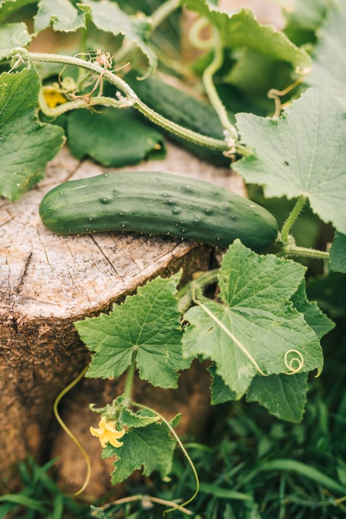 Réduisez vos coûts alimentaires grâce à dix végétaux productifs impressionnants pour le jardin potager