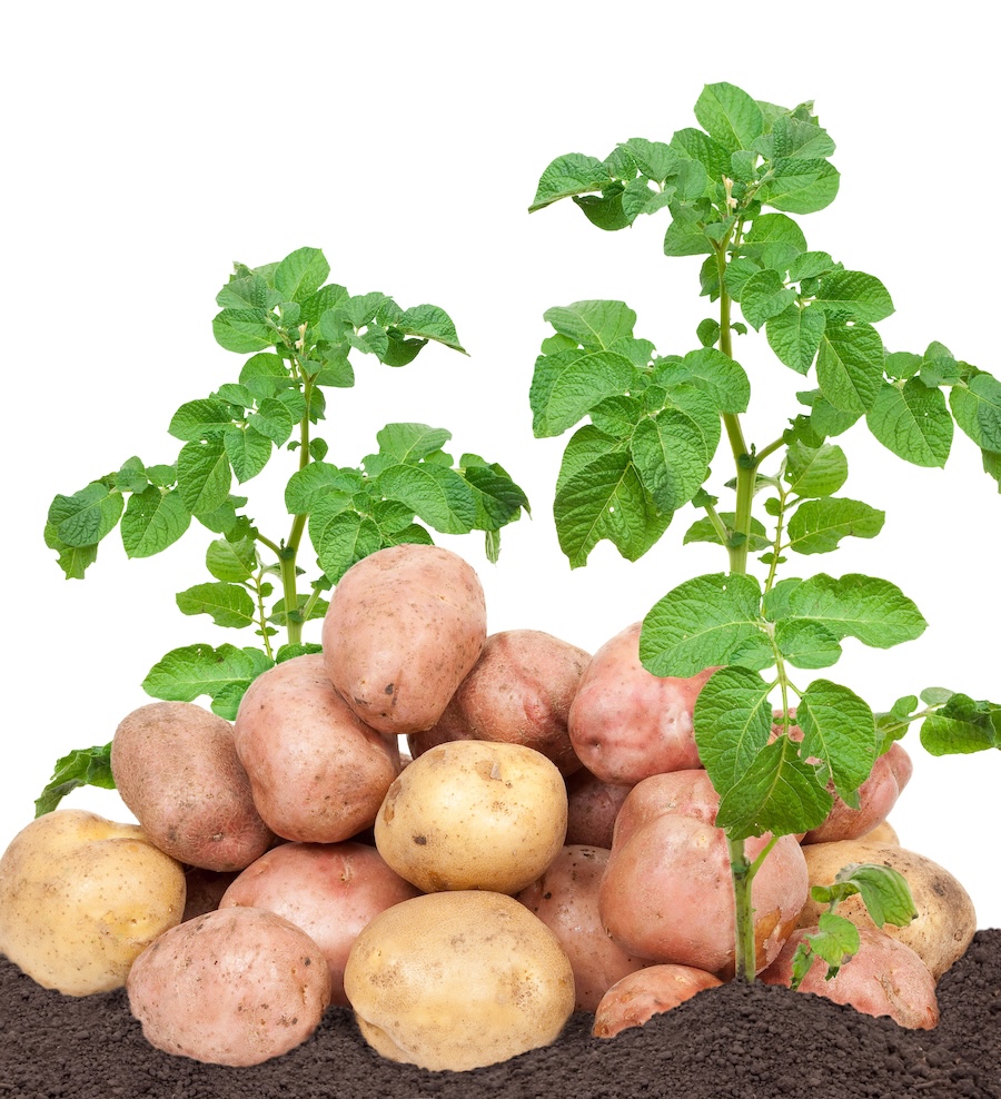 Réduisez vos coûts alimentaires grâce à dix végétaux productifs impressionnants pour le jardin potager
