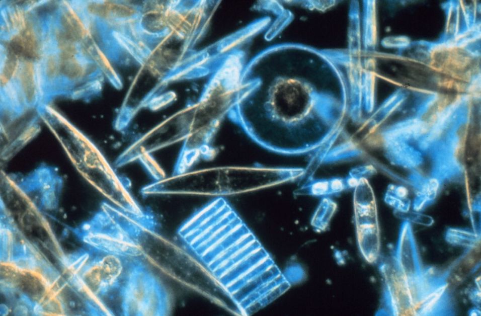 Voici pourquoi l'océan est le véritable poumon de la planète