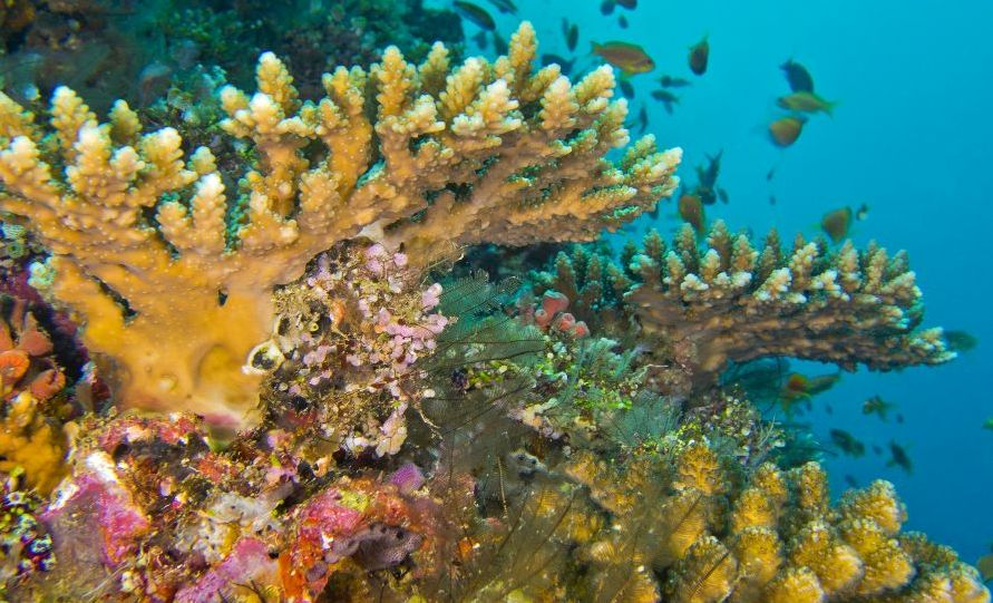Voici pourquoi l'océan est le véritable poumon de la planète