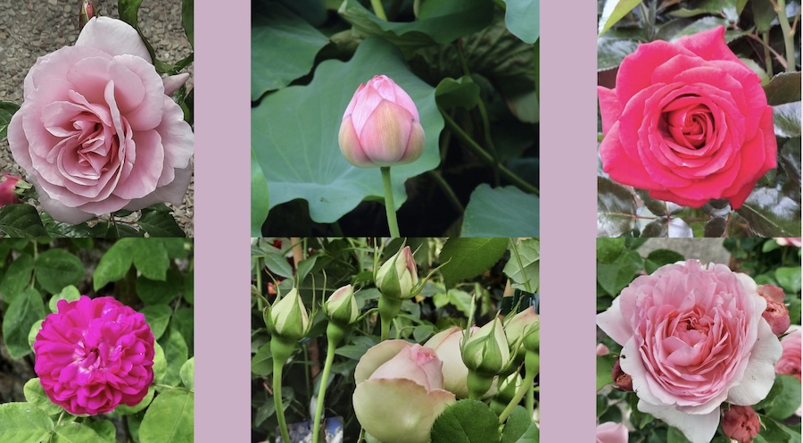 France : Gerberoy, village médiéval, 96ème Fête des Roses