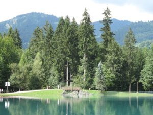 Sapins présidents, arbres remarquables : de vénérables et précieux témoins du patrimoine