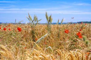 Redonner vie à la terre grâce à l’agriculture régénérative