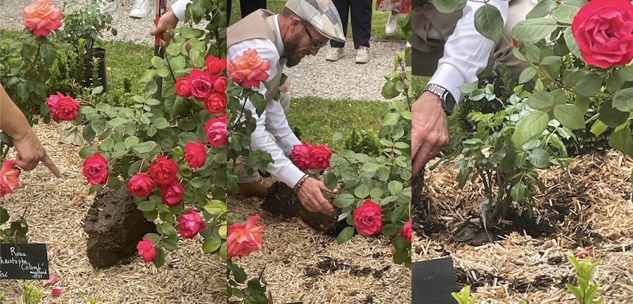 France : 24ème édition des Journées de la Rose à Chaalis