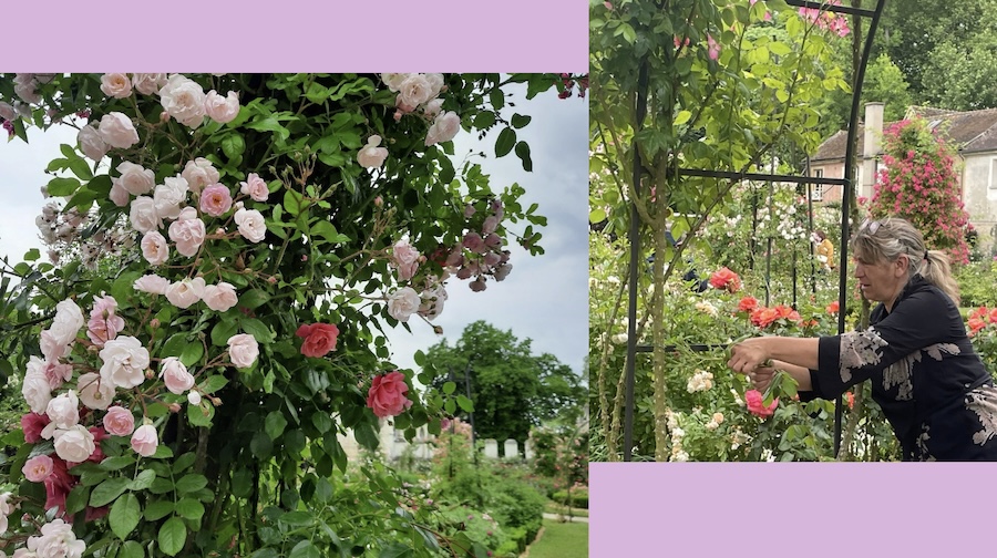 France : 24ème édition des Journées de la Rose à Chaalis