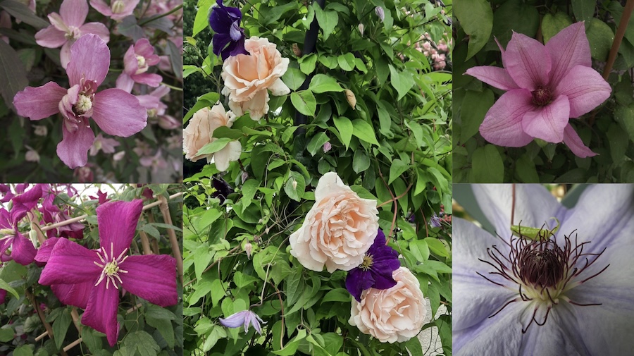 France : 24ème édition des Journées de la Rose à Chaalis
