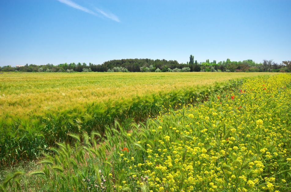 Redonner vie à la terre grâce à l’agriculture régénérative