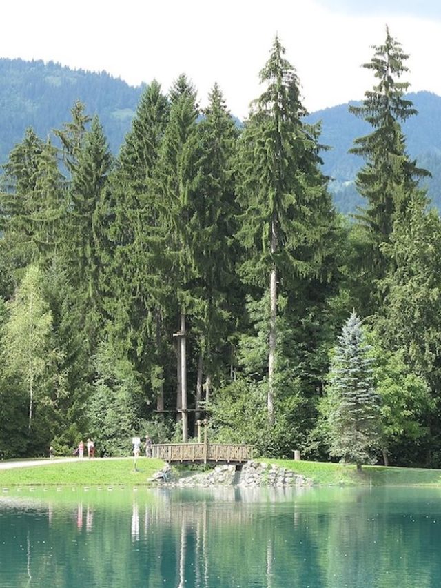 connaissez-vous les sapins pésidents?