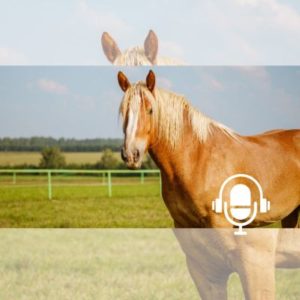 Quand les animaux reviennent pour un dernier au revoir PODCAST