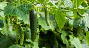 Le tour du monde du concombre : six façons originales de savourer ce plat incontournable de l’été