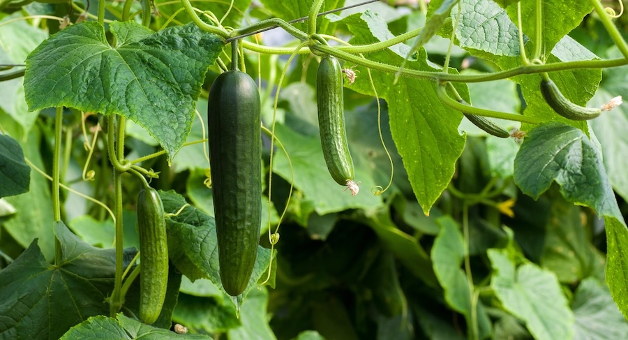 Le tour du monde du concombre : six façons originales de savourer ce plat incontournable de l’été