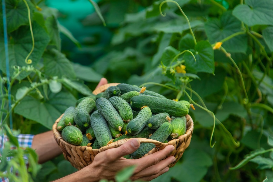 Le tour du monde du concombre : six façons originales de savourer ce plat incontournable de l’été

