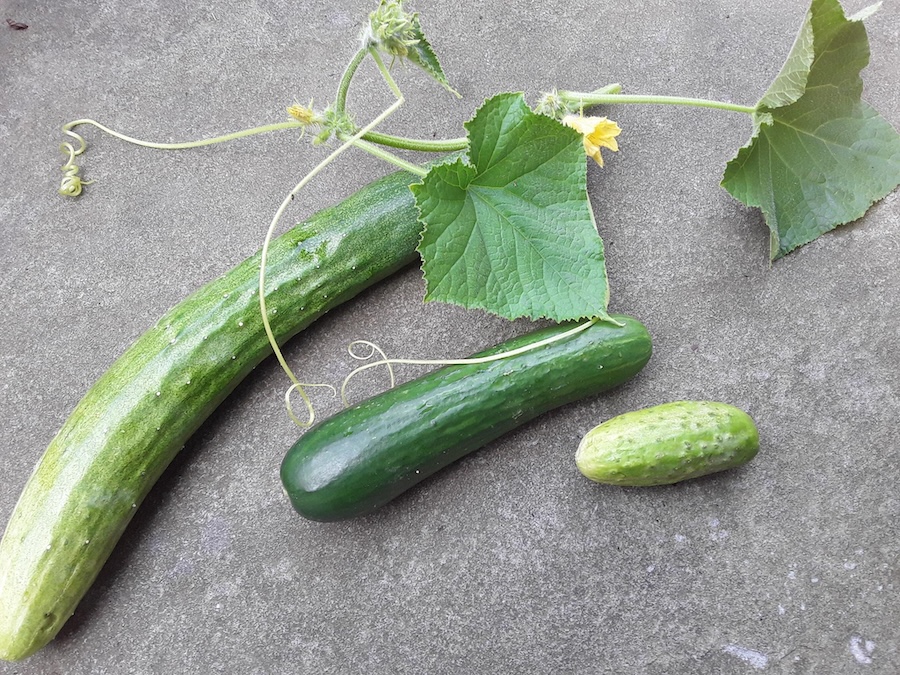 Le tour du monde du concombre : six façons originales de savourer ce plat incontournable de l’été
