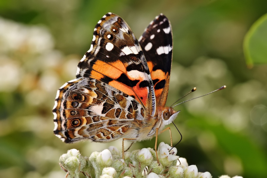 Les phénomènes El Niño, alimentés par le climat, sont dévastateurs pour les papillons, les coléoptères et autres insectes tropicaux