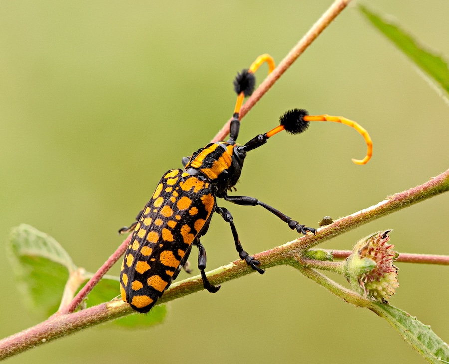 Les phénomènes El Niño, alimentés par le climat, sont dévastateurs pour les papillons, les coléoptères et autres insectes tropicaux
