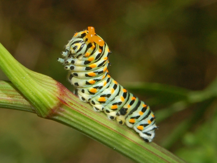 Les phénomènes El Niño, alimentés par le climat, sont dévastateurs pour les papillons, les coléoptères et autres insectes tropicaux
