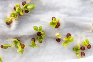 La germination simplifiée : guide du débutant pour cultiver des graines germées à la maison