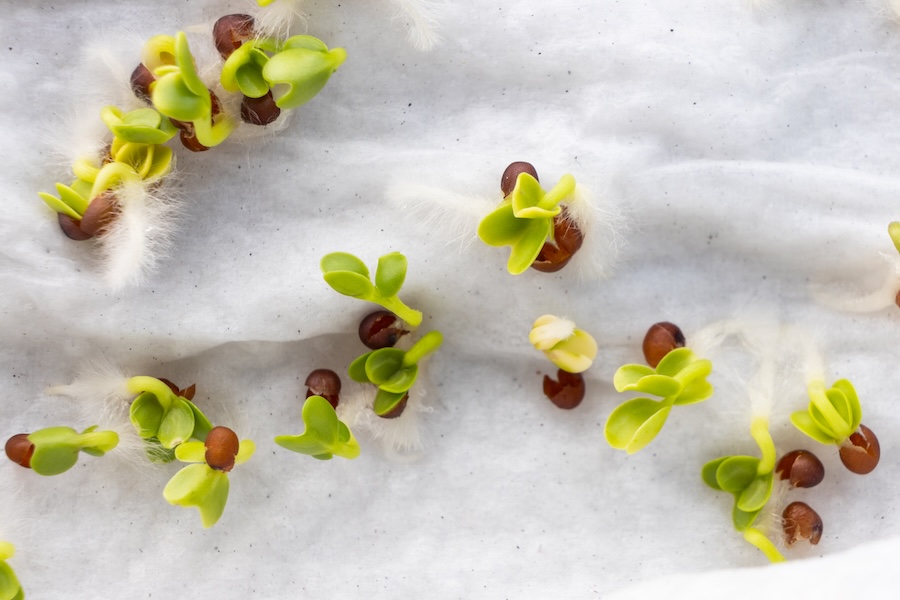 La germination simplifiée : guide du débutant pour cultiver des graines germées à la maison