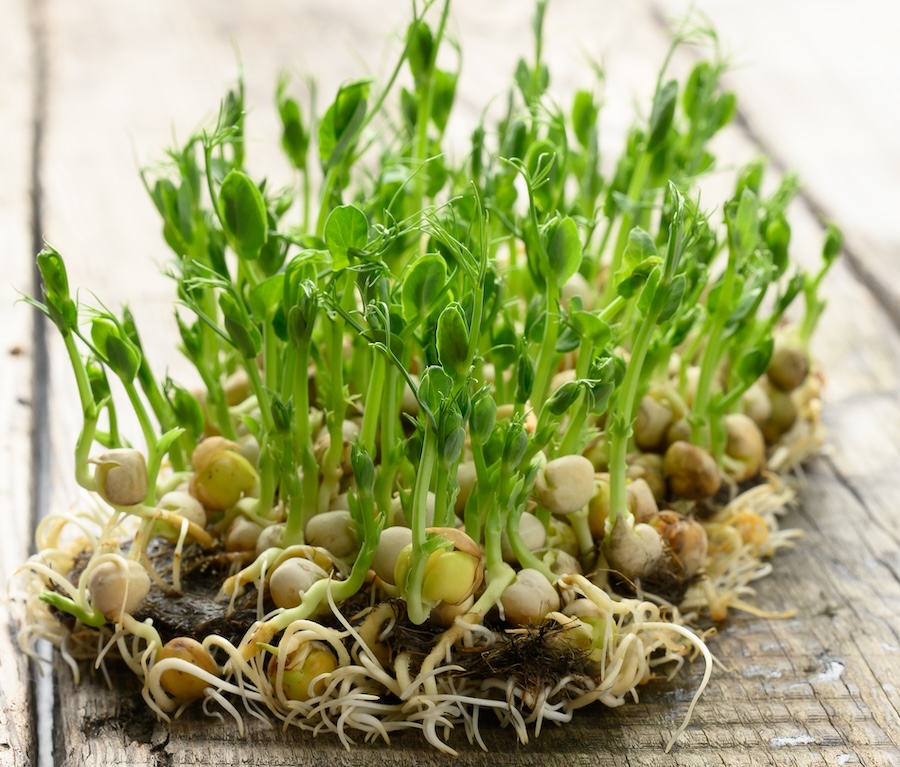 La germination simplifiée : guide du débutant pour cultiver des graines germées à la maison
